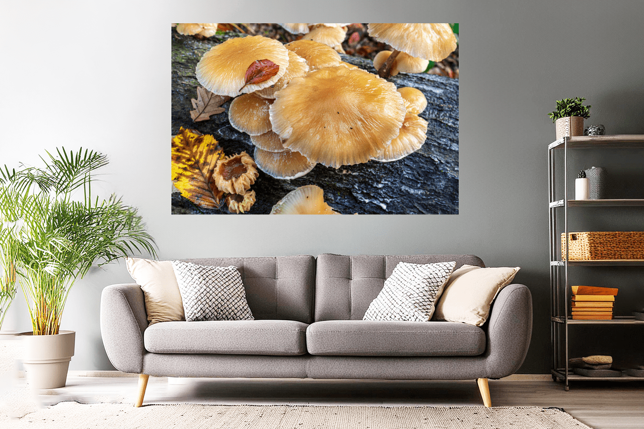 Waldfotografie / Landschaftsfoto Pilzwelt