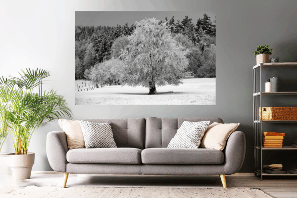 Naturfoto malerischer Baum im Winter / Schnee | Landschaftsfoto