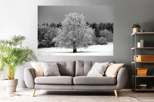 Naturfoto malerischer Baum im Winter / Schnee | Landschaftsfoto