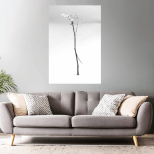 Naturfoto Blume im Winter / Schnee | Landschaftsfoto