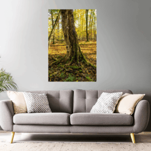 Waldfotografie / Landschaftsfoto Bunter Baumstamm im Herbstwald