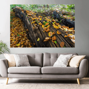 Waldfotografie / Landschaftsfoto Buntes Herbstlaub auf Baumstamm