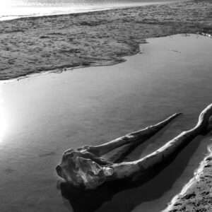 Wandbild Astgabel am Strand an der Esterel-Küste | sw