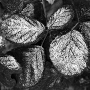 Minimalistische Fotografie | Vereiste Blätter