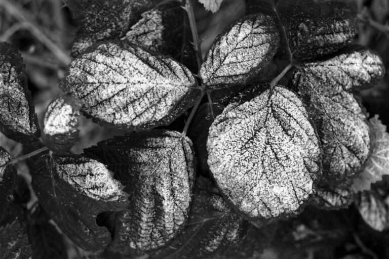 Minimalistische Fotografie | Vereiste Blätter