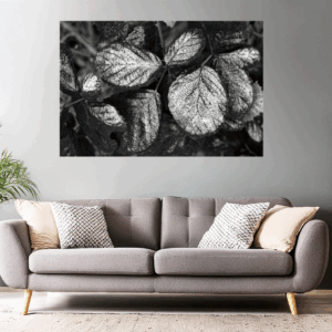 Minimalistische Fotografie | Vereiste Blätter