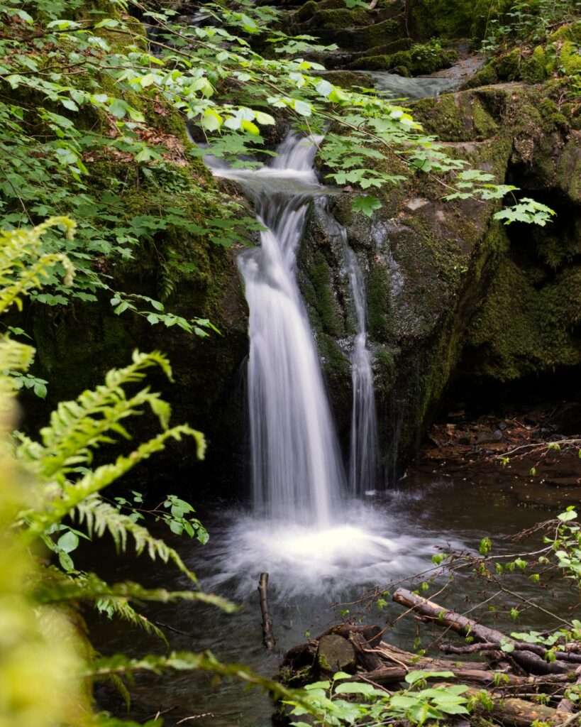 Foto Waldszene im Morgenbachtal