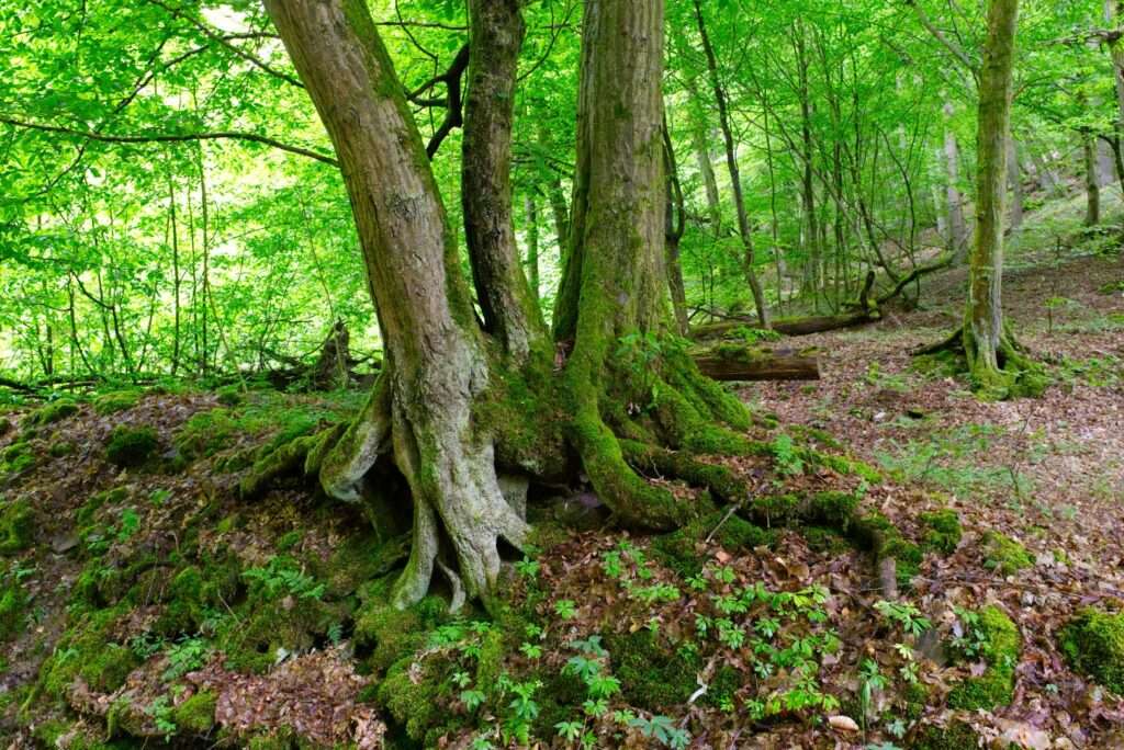 Foto Waldszene im Morgenbachtal