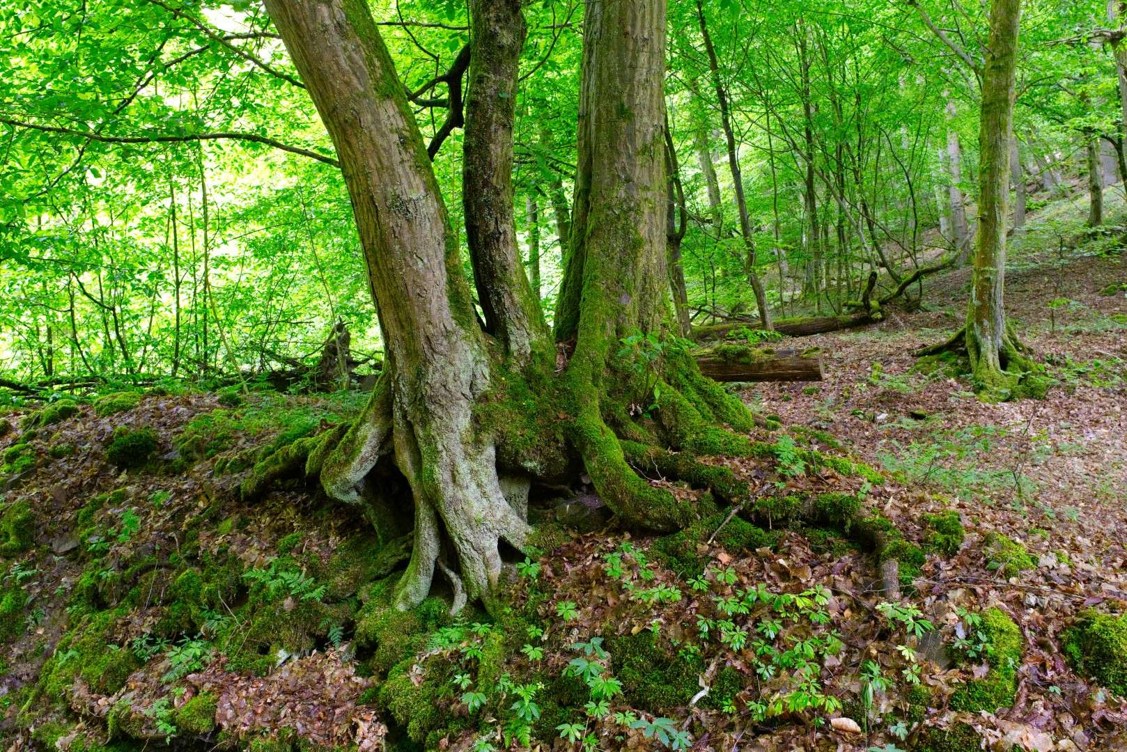 Foto Waldszene im Morgenbachtal