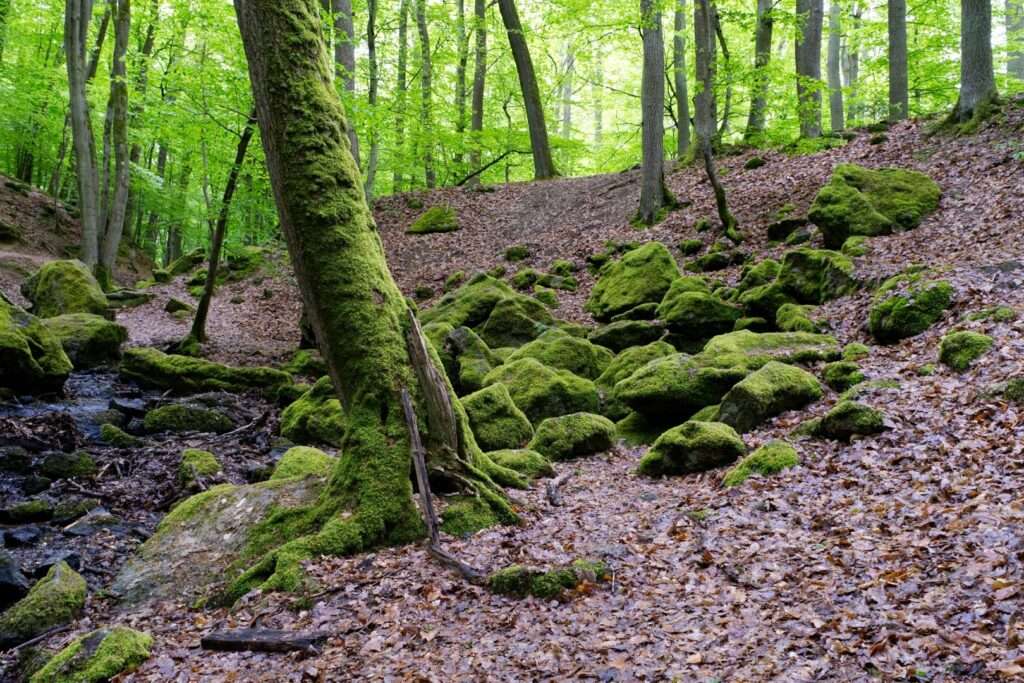 Foto Waldszene im Morgenbachtal