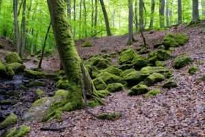 Foto Waldszene im Morgenbachtal